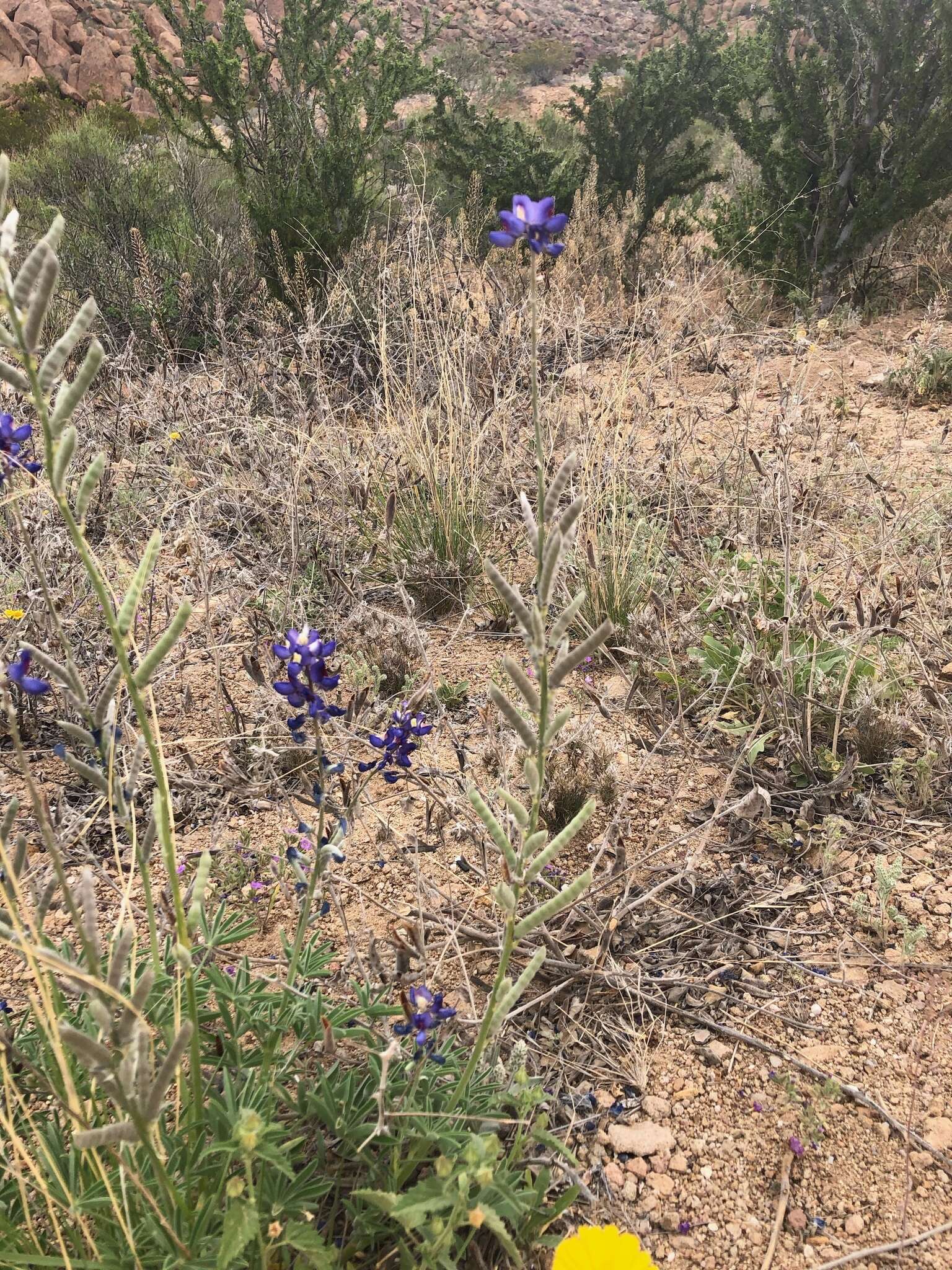 Imagem de Lupinus havardii S. Watson