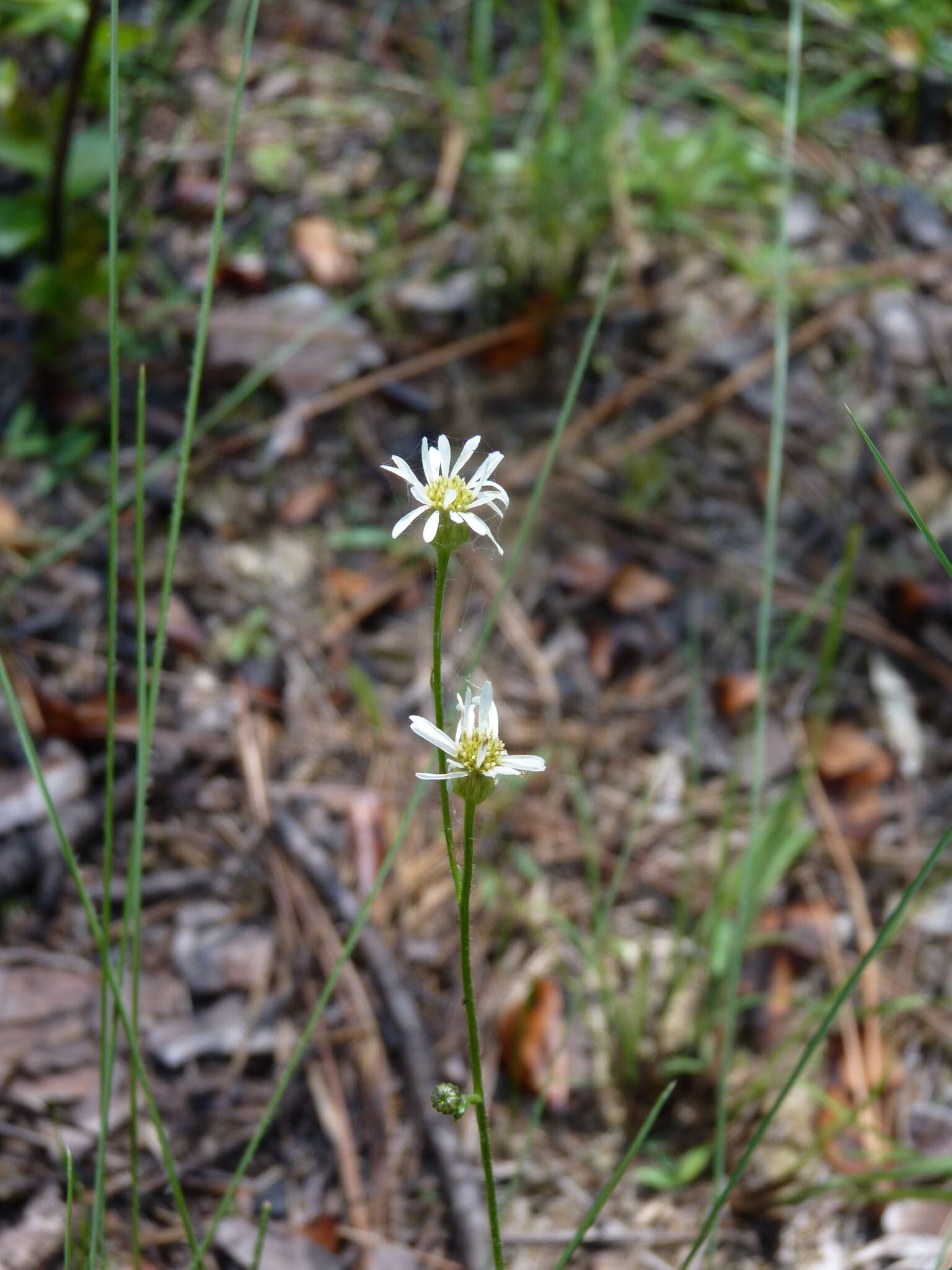 Image de Erigeron vernus (L.) Torr. & A. Gray