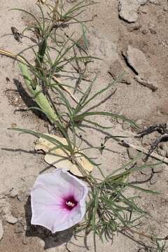 Слика од Ipomoea bolusiana Schinz