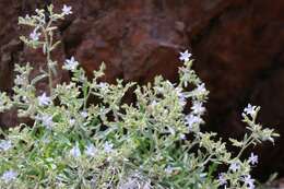 Image of Black Canyon gilia