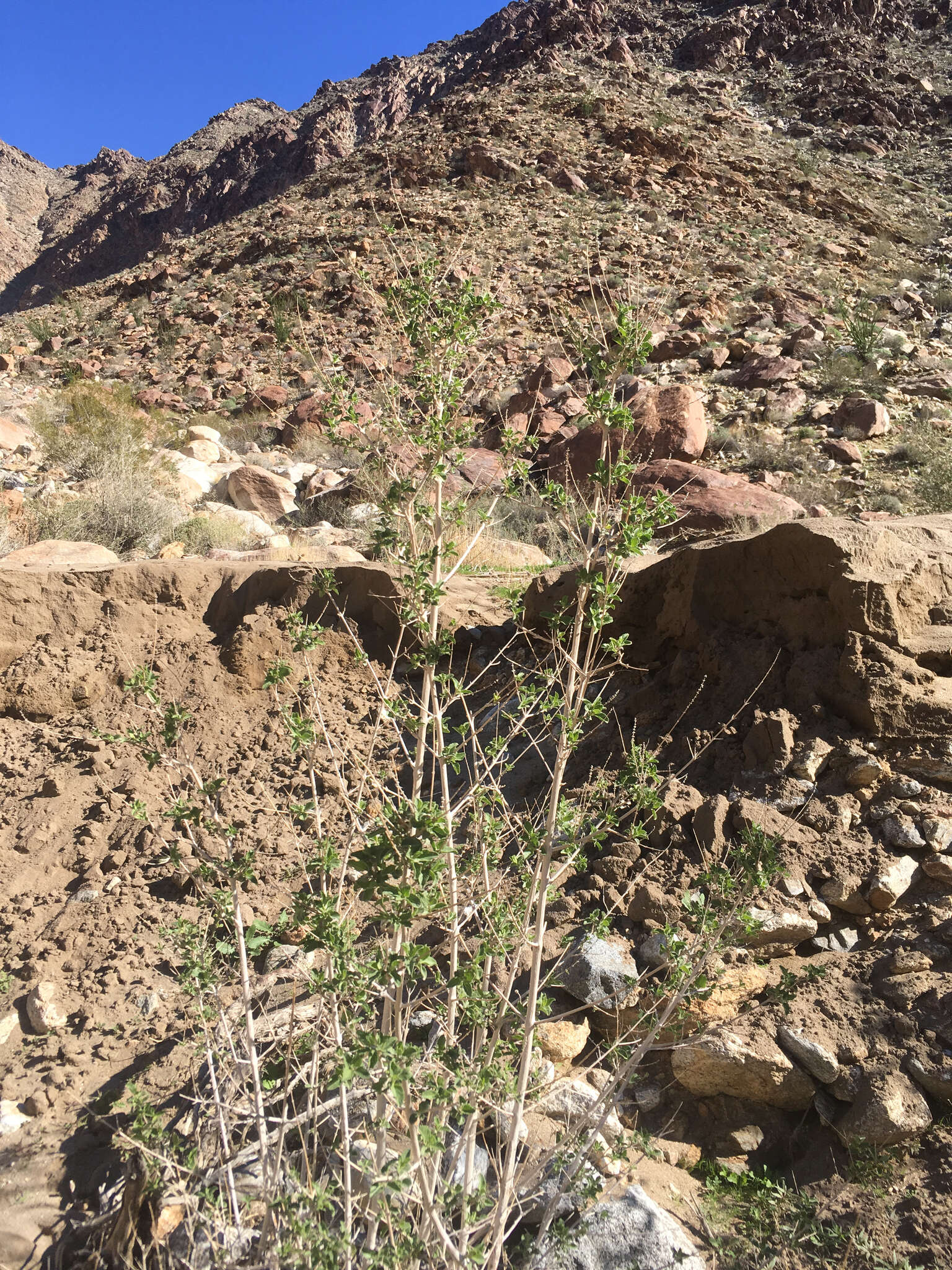 Image of desert lavender