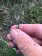 Plancia ëd Eriochloa pseudoacrotricha (Stapf ex Thell.) J. M. Black