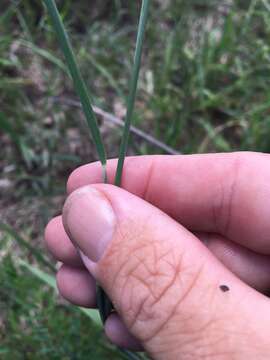 Imagem de Eriochloa pseudoacrotricha (Stapf ex Thell.) J. M. Black