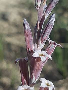 Image of Adromischus cristatus var. schonlandii (Phill.) Tölken