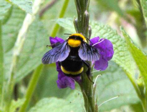 Imagem de Bombus transversalis (Olivier 1789)