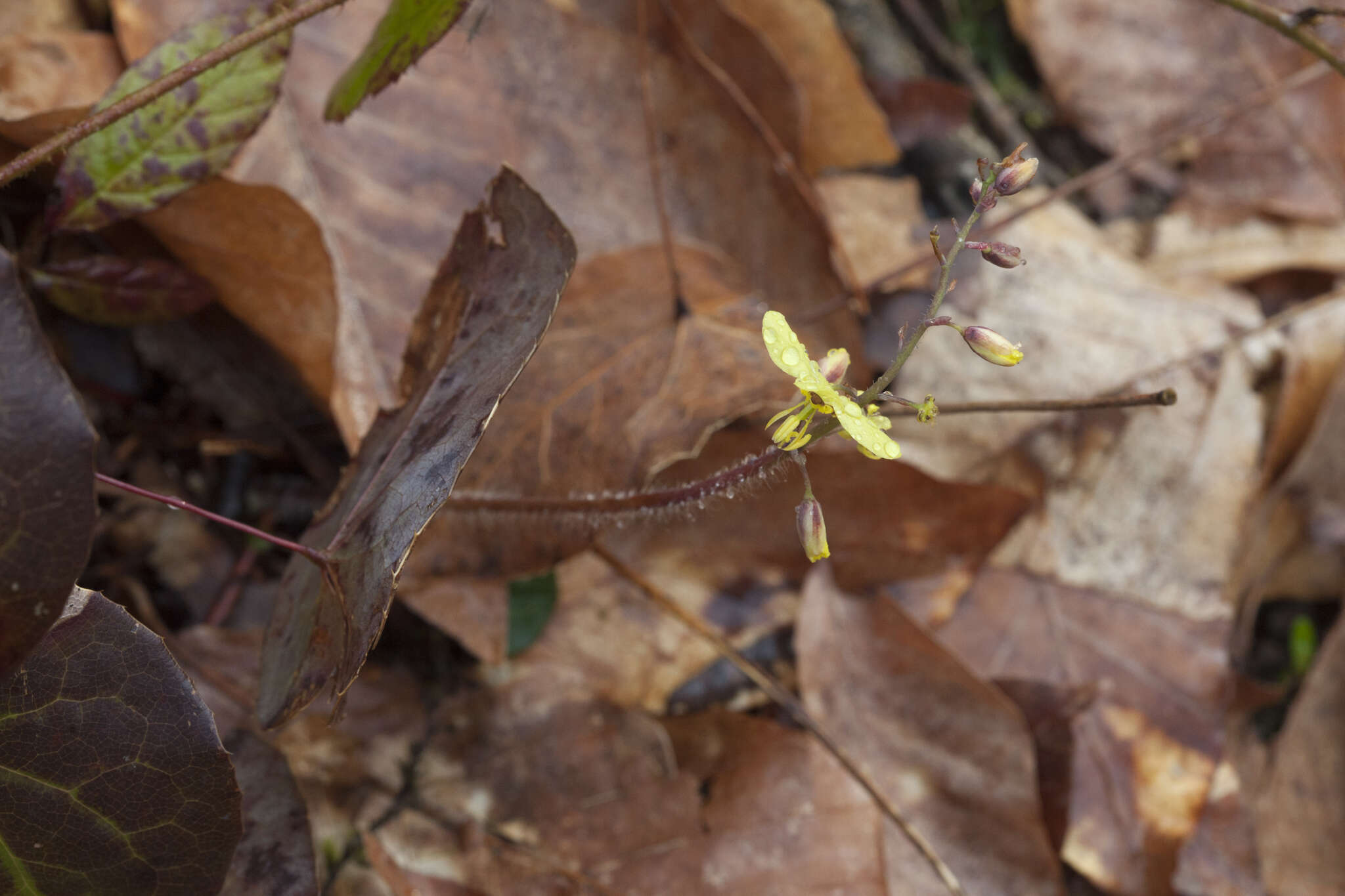 Image of Epimedium pinnatum subsp. colchicum (Boiss.) N. Busch