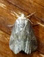 Image of White-lined Graylet