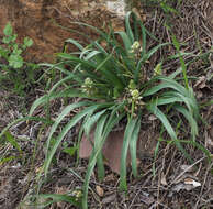 Image of Common Roman Squill