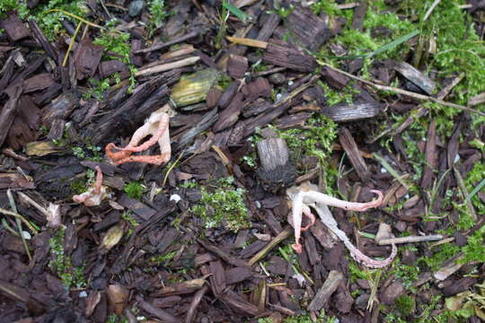 Image of stinkhorn