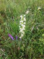 Слика од Platanthera chlorantha (Custer) Rchb.