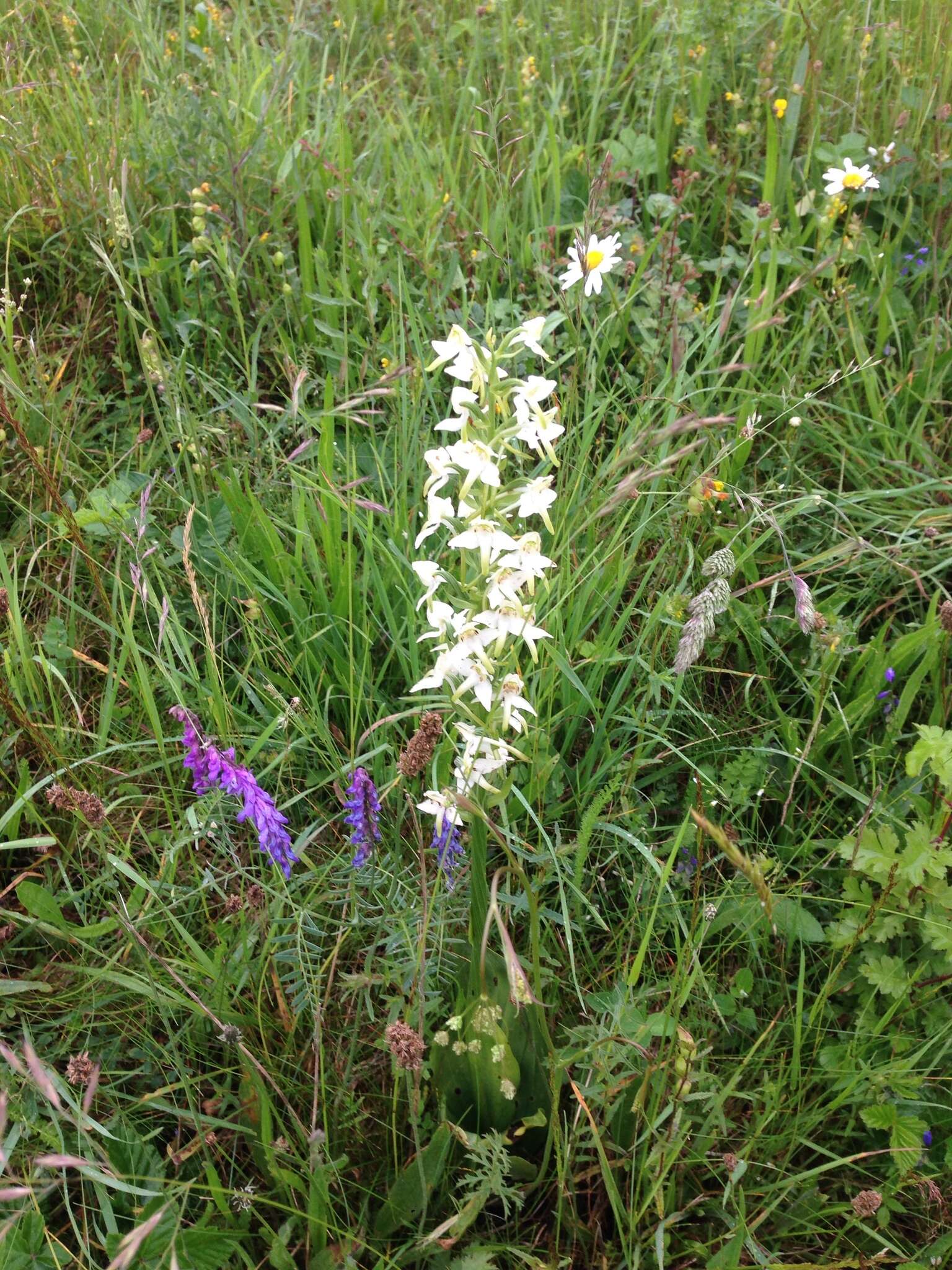 Слика од Platanthera chlorantha (Custer) Rchb.