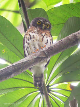 Glaucidium tephronotum Sharpe 1875 resmi