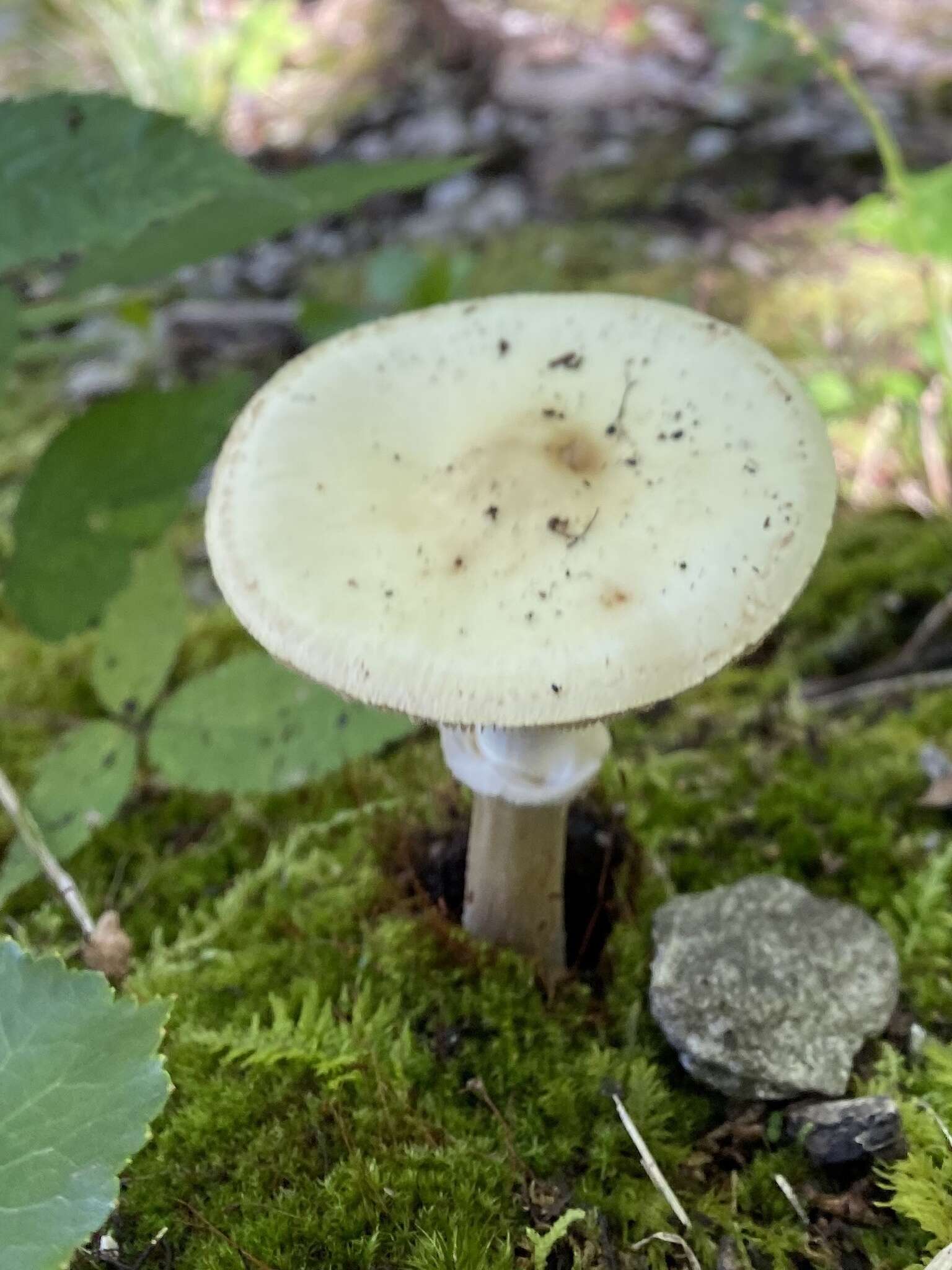 Image of Coker's Lavender Staining Amanita