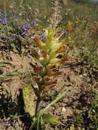 Image de Lachenalia orchioides subsp. orchioides