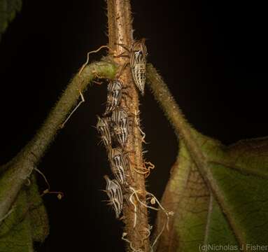 Image of Lantana Treehopper