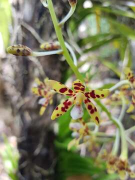 Image of Palau hyacinth-orchid