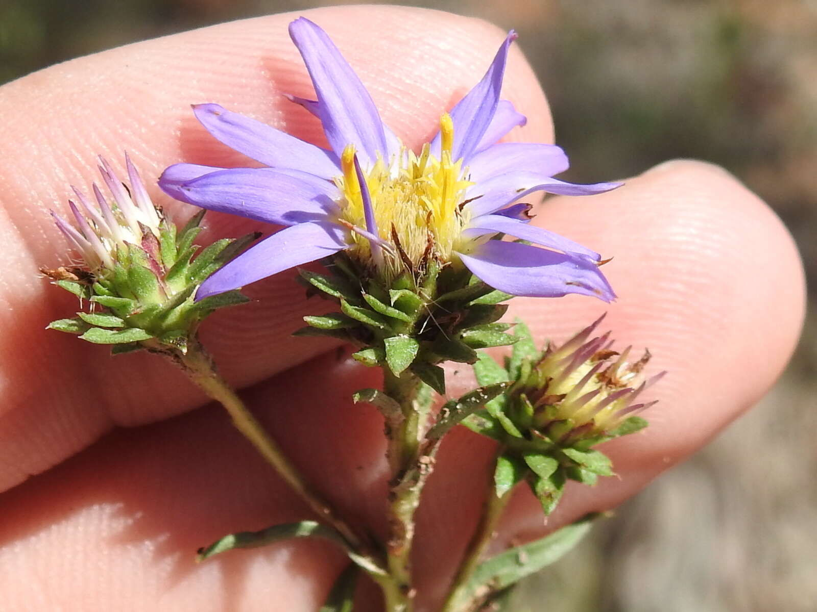 Image of southern prairie aster