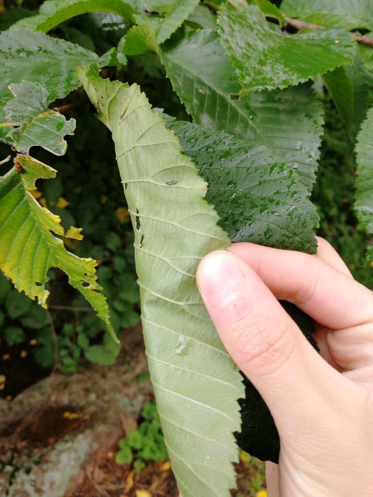 Слика од Ulmus hollandica Miller