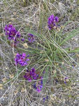 Image of Oxytropis stukovii Palib.