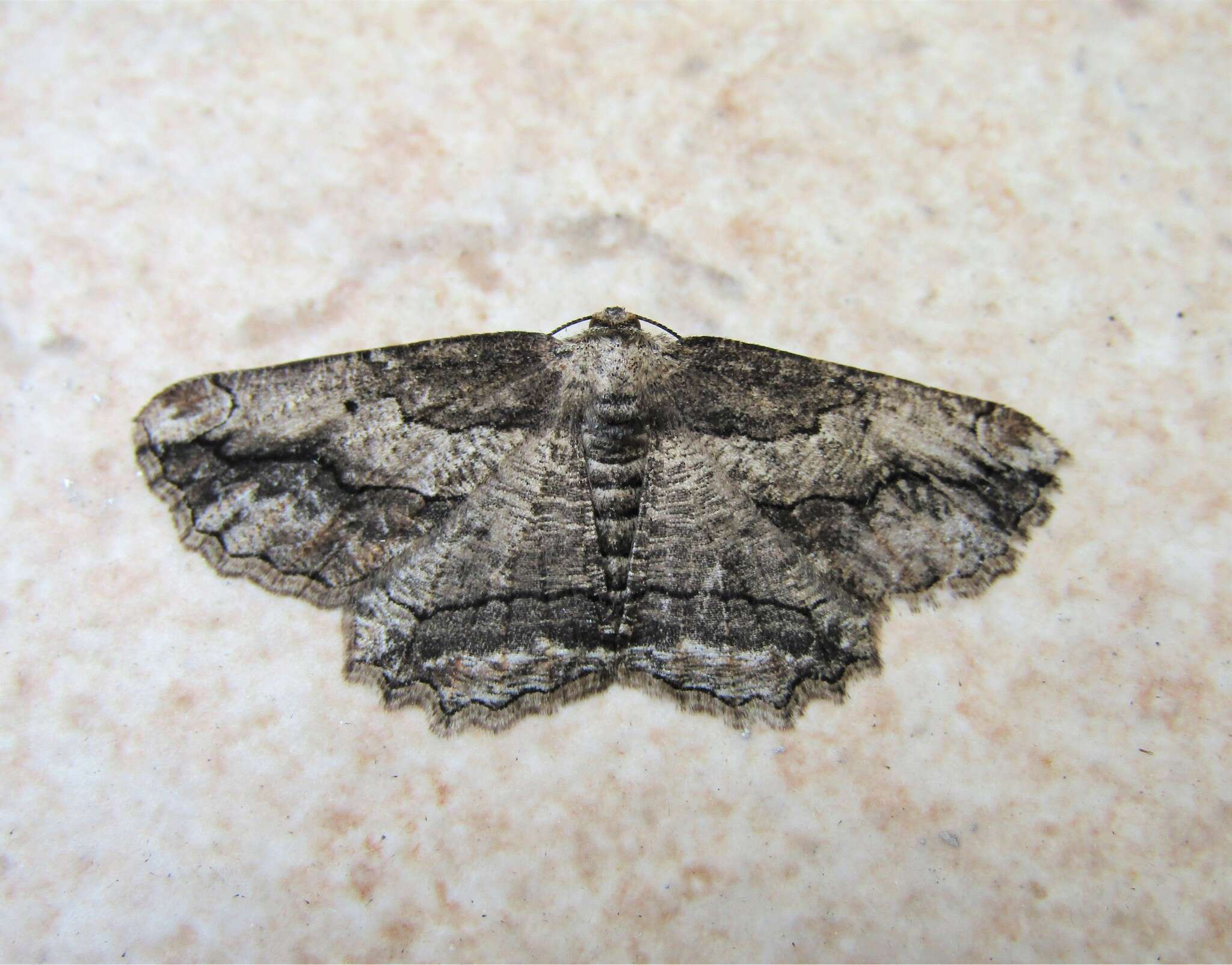 Image of Menophra berenicidaria Turati 1924