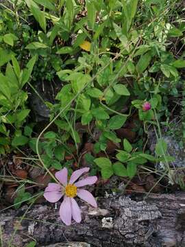 Image of Cosmos pringlei Robins. & Fern.