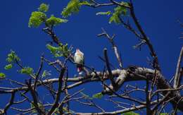 Image of Many-colored Fruit Dove