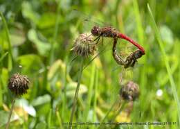 Image de Sympetrum gilvum (Selys 1884)