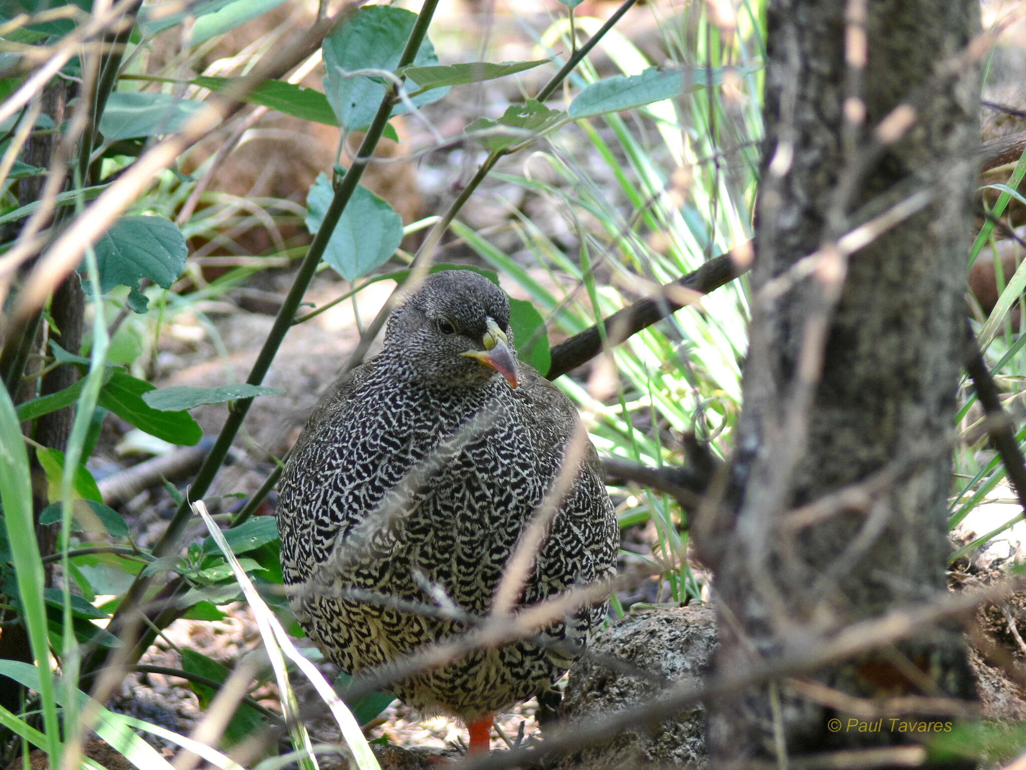 Image of Natal Francolin