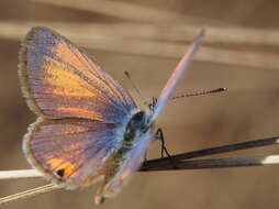 Imagem de Eicochrysops messapus mahallakoaena (Wallengren 1857)