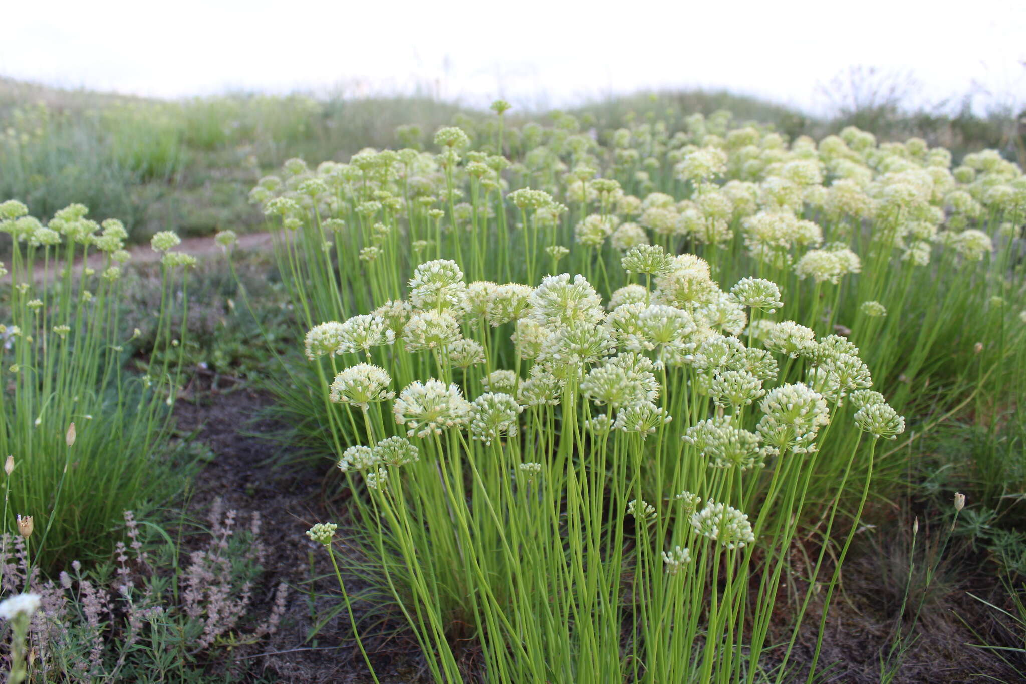 Image of Allium flavescens Besser