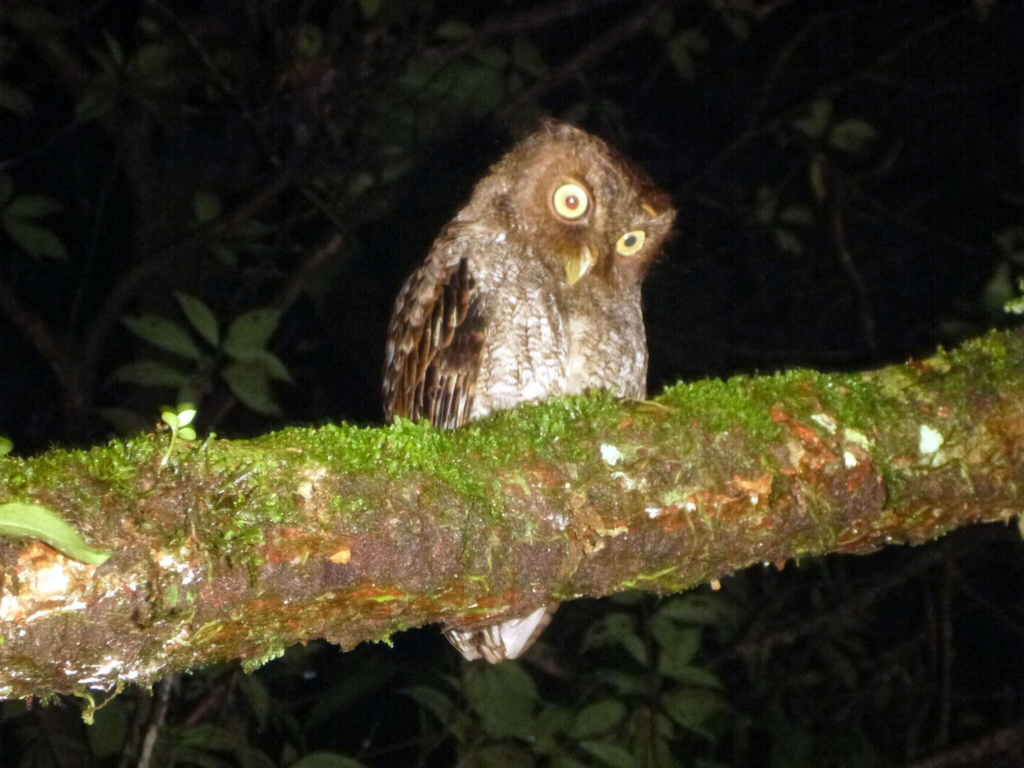 Image of Guatemalan Screech-owl