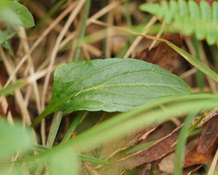 Image de Viola betonicifolia subsp. betonicifolia