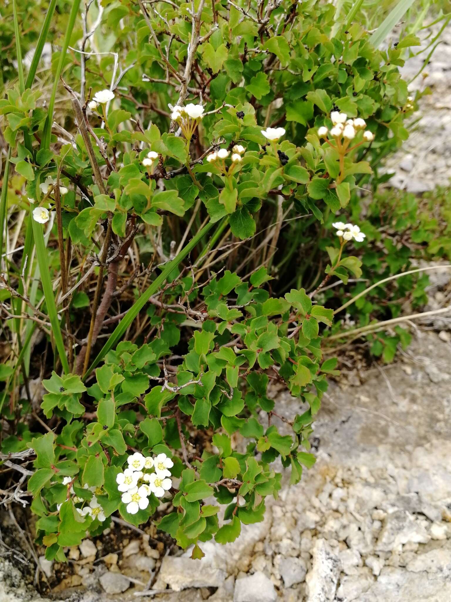 Image of Asian meadowsweet