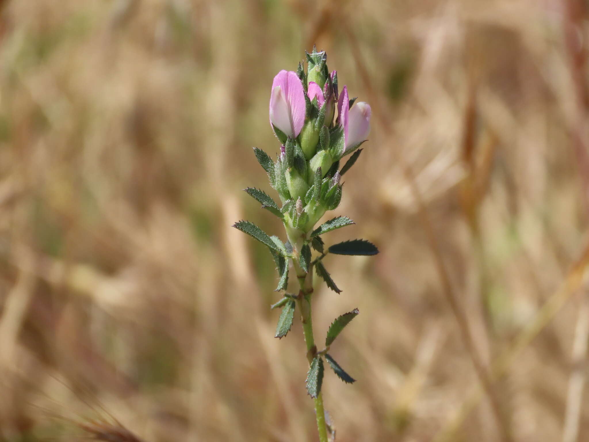 Image of Ononis mitissima L.