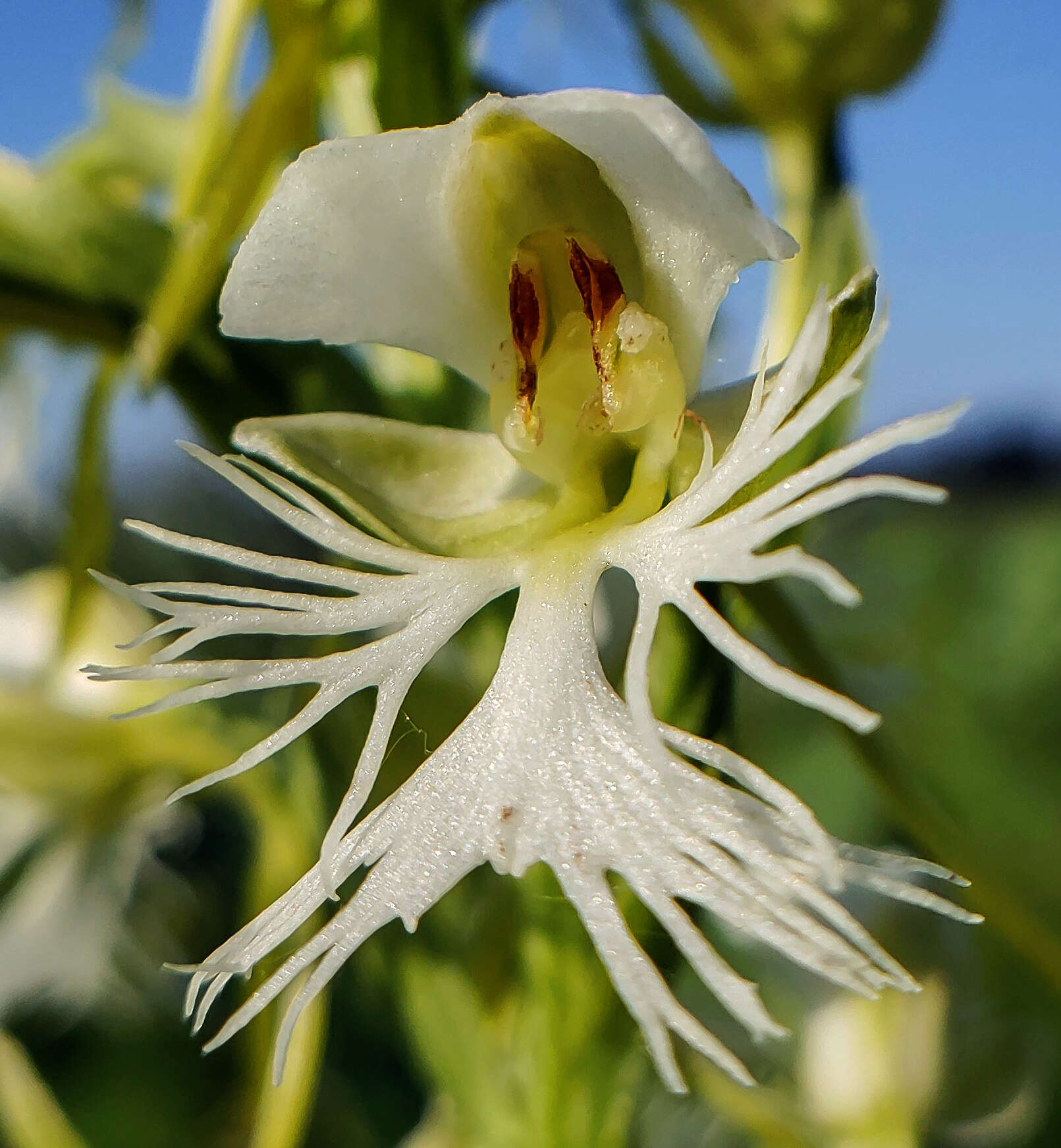 Image of Eastern prairie fringed orchid