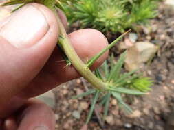 Image of <i>Berkheya <i>subulata</i></i> var. subulata