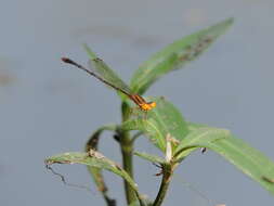 Image of Orange Bluet