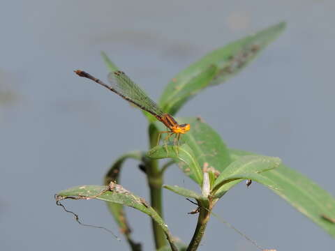 Image of Orange Bluet