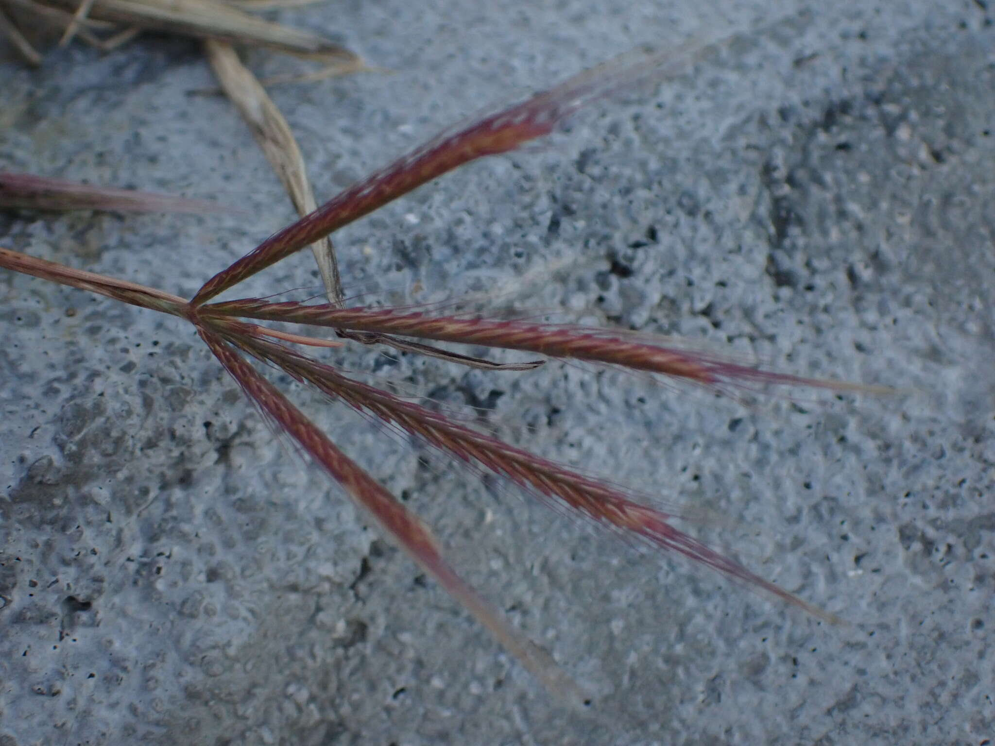 Image of spreading windmill grass