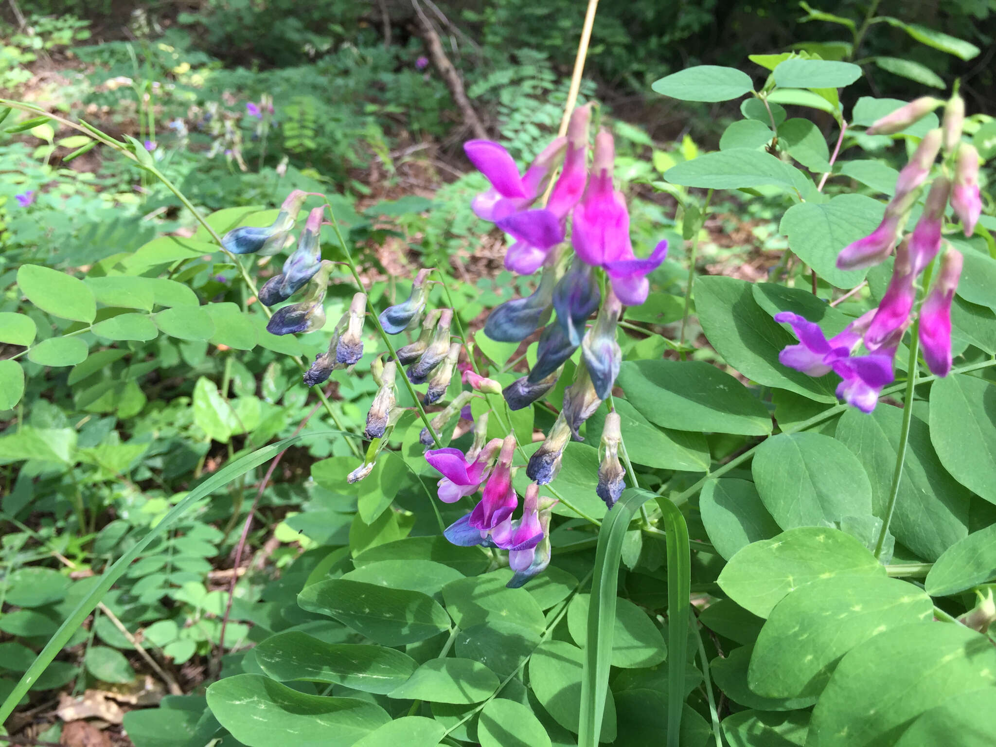 Imagem de Lathyrus polyphyllus Torr. & A. Gray