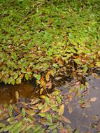 Image of Bog Pondweed