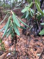 Kalmia angustifolia subsp. carolina (Small) A. Haines的圖片