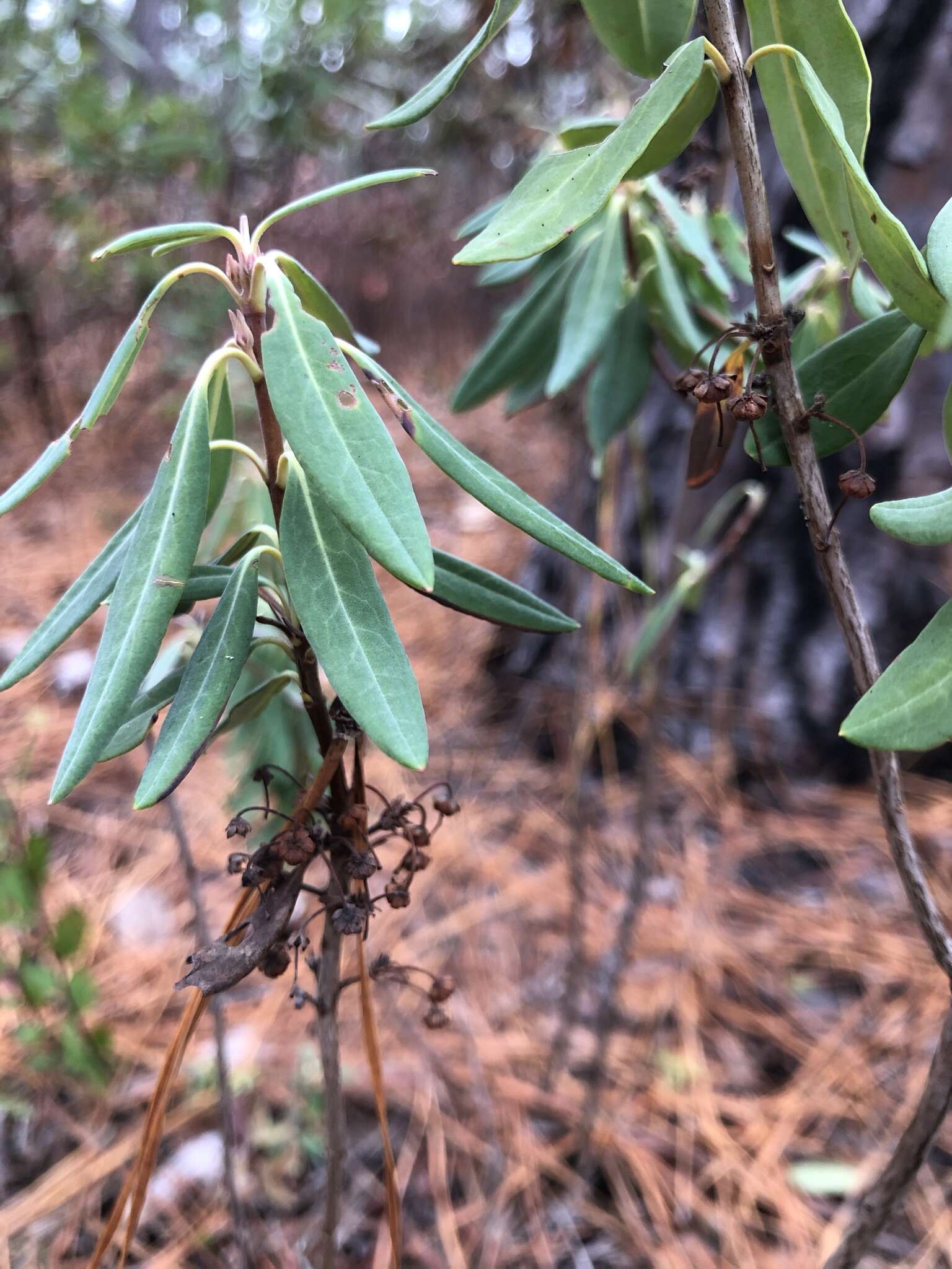 Image of Carolina-Laurel