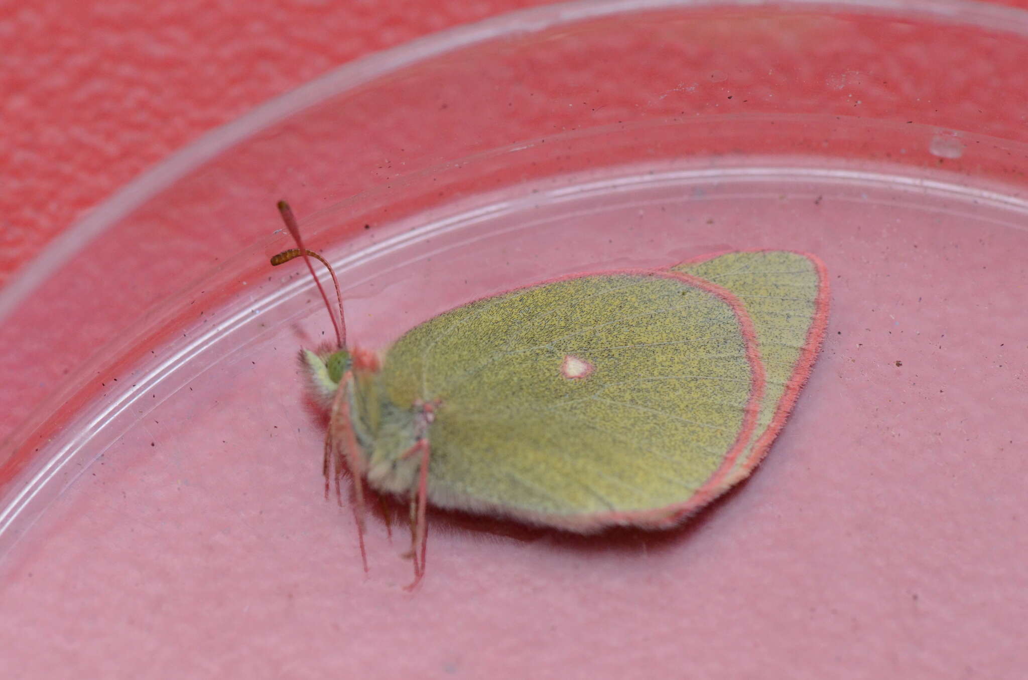 Image of Sierra Green Sulphur