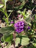 Image of Phacelia brachyantha Benth.