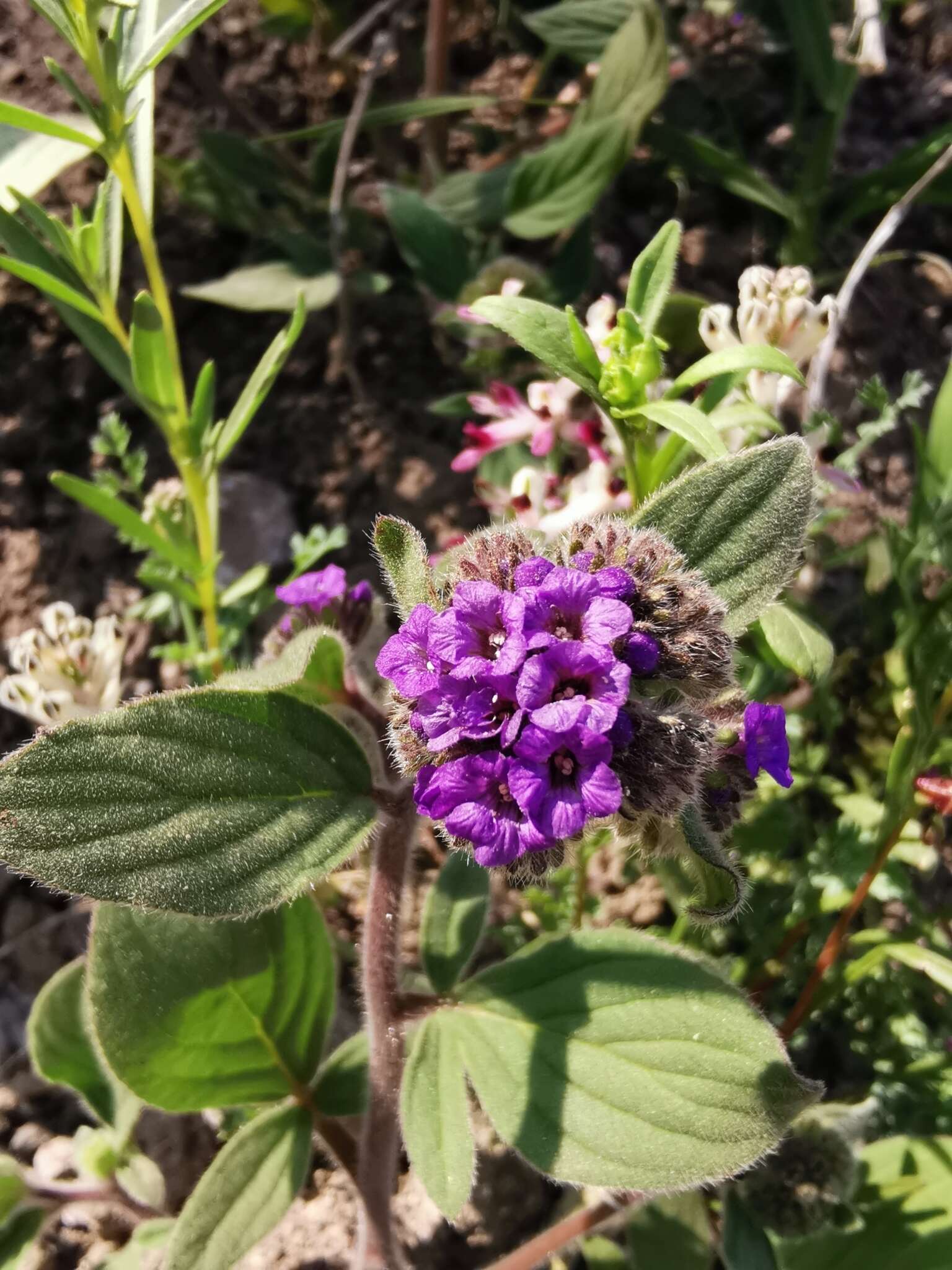 Image of Phacelia brachyantha Benth.