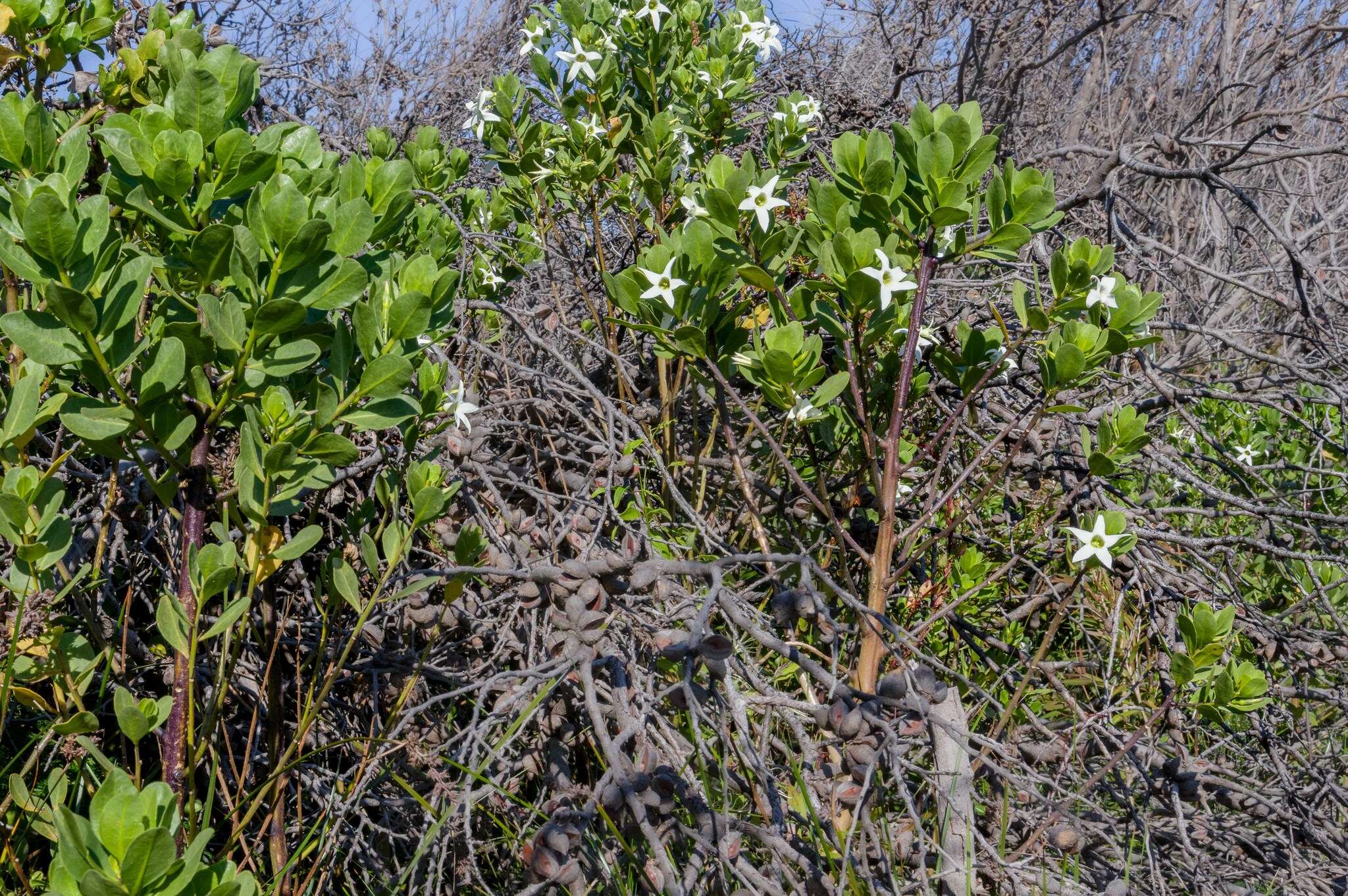 Image of Anthocercis viscosa subsp. viscosa