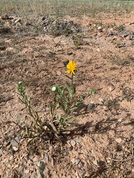 Image of rough gumweed