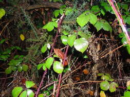 Image of Rubus erythrops E. S. Edees & A. Newton