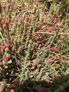 Image of Salicornia blackiana Ulbr.